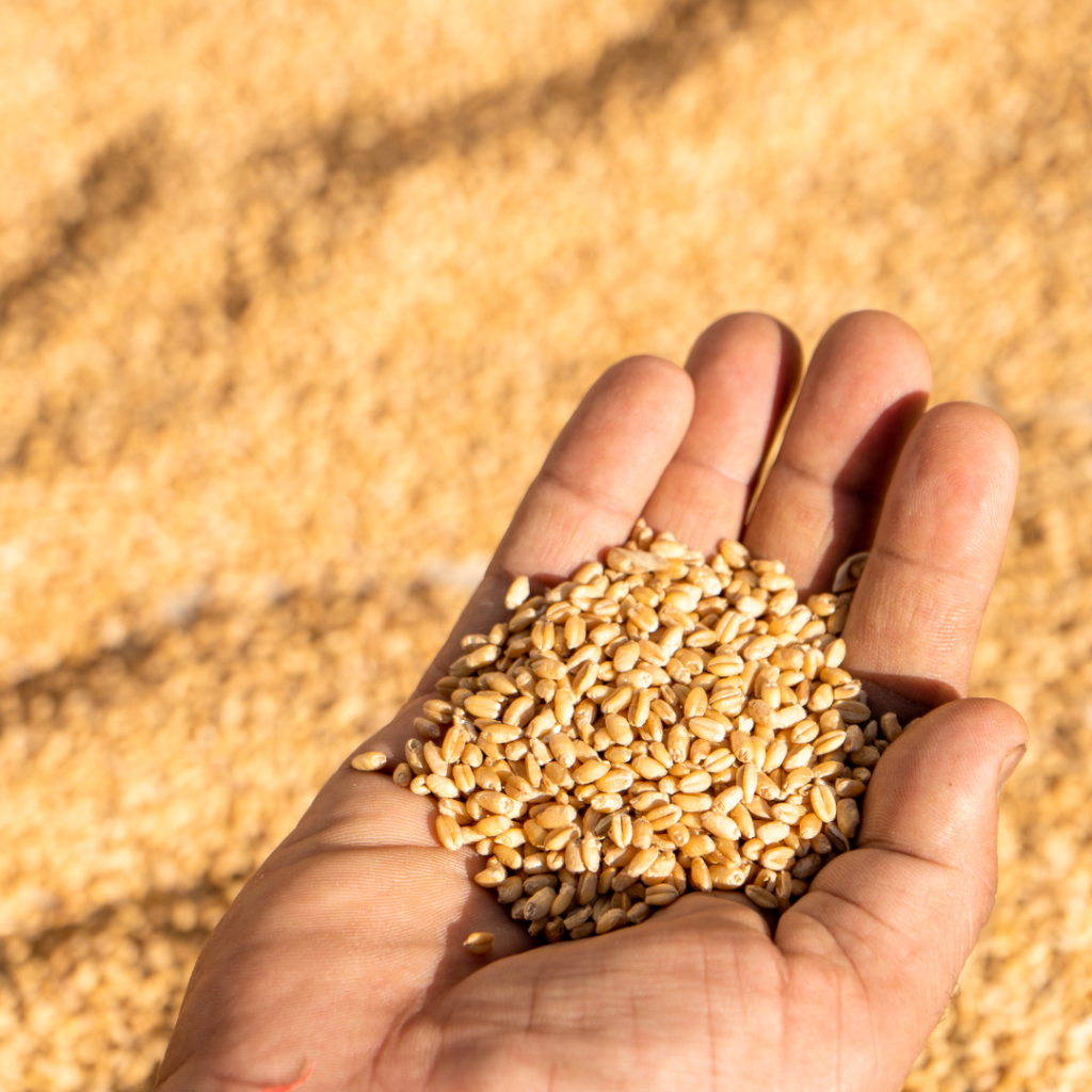 Agro Products Exporter in India